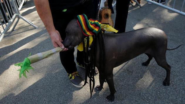 A Rastafarian dog takes a break for the ‘greens’ during the annual Halloween dog parade. (Lucas Jackson / REUTERS)