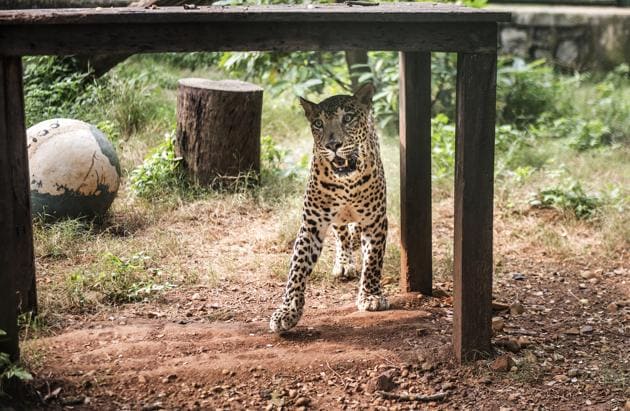 Bhim, a leopard kept in captivity at the Sanjay Gandhi National Park, Borivli. There are 13 rescued leopards — six female and seven male — that have been involved in man-animal conflict, train and road accidents or ill-health at the SGNP's rescue centre.(Satish Bate/HT Photo)