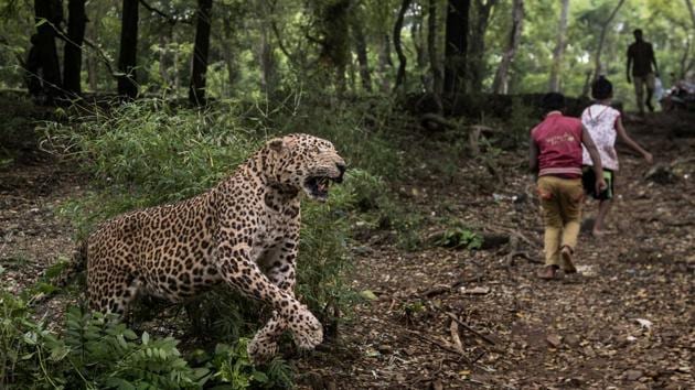 Photos: Mumbai’s Aarey Colony in fear, leopard attacks highest since ...