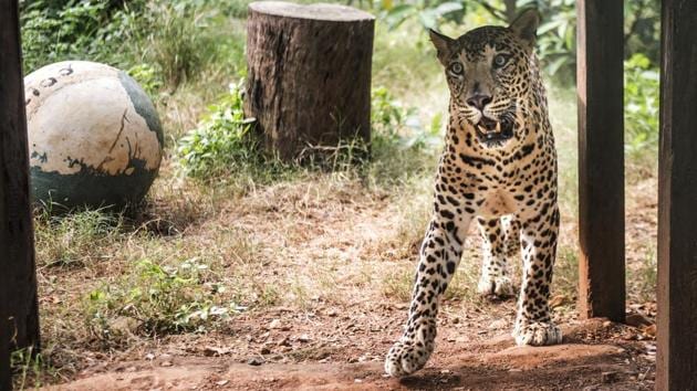 A leopard in captivity at SGNP, Borivli. Tribal leader Prakash Bhoir from Kelti Pada believes that attacks are a result of a decline of the leopards’ habitat. ‘In the past year, there has been a big rise in encroachments and developmental activities, and infrastructure projects are eating into the forest area. All this has squeezed the leopards’ hunting area and pushed them closer to our villages, where there is access to food such as dogs, pigs, and poultry.’ (Satish Bate / HT Photo)