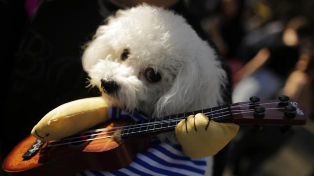 Puppy dog eyes, a striped sailor t-shirt and a ukulele --hipster much? (Eduardo Munoz Alvarez / Getty Images / AFP)