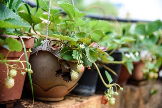 Strawberry plants on the terrace garden of Sujata Naphade's house in Pune.(Sanket Wankhade/HT PHOTO)