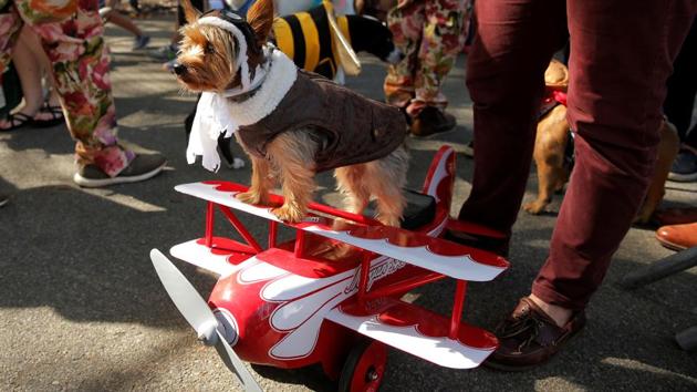 Photos: The cutest pooches from New York’s annual Halloween Dog Parade ...