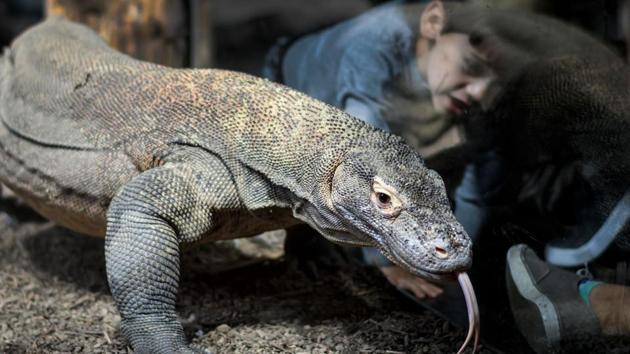 A young visitor watches a Komodo dragon in its enclosure in Aquatis. The Komodo dragon, native to the islands on Indonesia is among one of the vulnerable species on the International Union for Conservation of Nature’s Red List. (Fabrice Coffrini / AFP) A young visitor watches a Komodo dragon in its enclosure in Aquatis. The Komodo dragon, native to the islands on Indonesia is among one of the vulnerable species on the International Union for Conservation of Nature’s Red List. (Fabrice Coffrini / AFP)