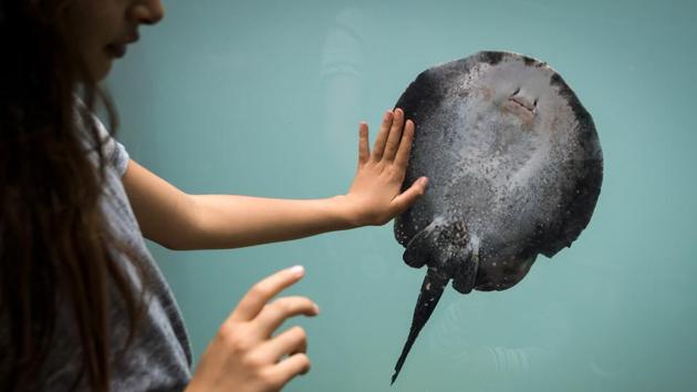 A visitor attempts to caress a Ray fish through its enclosure. Visitors can get up close with many of the species on show at Aquatis, which will ultimately help conservation efforts according to the aquarium. (Fabrice Coffrini / AFP) A visitor attempts to caress a Ray fish through its enclosure. Visitors can get up close with many of the species on show at Aquatis, which will ultimately help conservation efforts according to the aquarium. (Fabrice Coffrini / AFP)
