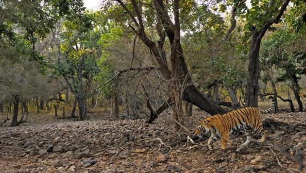 Tiger in the dry deciduous forest of Ranthambore tiger reserve at sunrise (HT File Photo)
