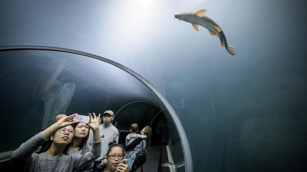 Visitors admire a fish in a glass tunnel on the opening day of Aquatis, the largest fresh water aquarium-vivarium in Lausanne, Switzerland. Aquatis opened its doors to the public, offering visitors a chance to discover little-known species of fish, reptiles and amphibians from across five continents. (Fabrice Coffrini / AFP) Visitors admire a fish in a glass tunnel on the opening day of Aquatis, the largest fresh water aquarium-vivarium in Lausanne, Switzerland. Aquatis opened its doors to the public, offering visitors a chance to discover little-known species of fish, reptiles and amphibians from across five continents. (Fabrice Coffrini / AFP)
