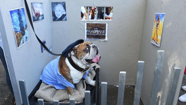 A dog in an Ellis Boyd ‘Red’ Redding costume looks forward to his own ‘Pawshank Redemption’ during the parade. (Timothy A. Clary / AFP)