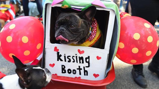 A dog in a ‘kissing booth’ costume puckers up in front of a canine visitor during the Tompkins Square Halloween Dog Parade in New York on October 21, 2017. More than 500 dogs and owners alike stepped out in their cutest and most creative costumes in the 27th edition of the annual parade over the weekend. (Timothy A. Clary / AFP)