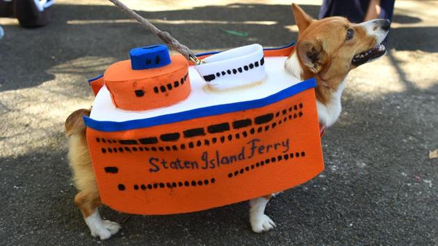 halloween dog cruise