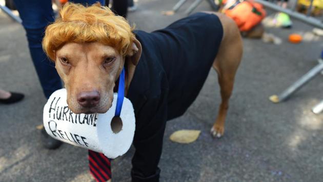 A dog dressed as President Donald Trump is seen campaigning for Hurricane relief during the 27th Annual Tompkins Square Halloween Dog Parade in New York. (Timothy A. Clary / AFP)