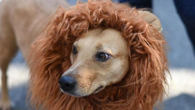 A case of mistaken identity? Doggo seems to be channelling his inner lion but doesn’t look entirely convinced. (Timothy A. Clary / AFP)