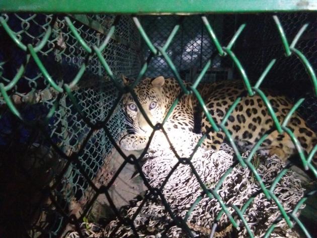 The leopard was spotted prowling a farm land by some villagers on Monday evening while they were on their way back from a nearby forest.(HT PHOTO)