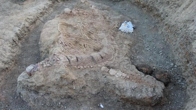 The fossil of the Ichthyosaur at the excavation site near lodai village in Kutch district of Gujarat. (Photo: Guntupalli VR Prasad)