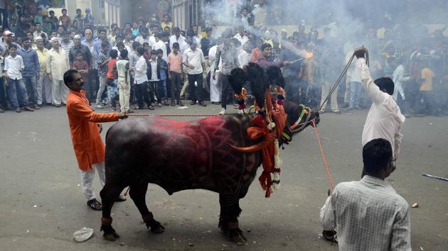 A community of milkman tries to tame a decorated buffalo at Ganesh peth during ‘Sagar’, an annual traditional celebration of the Gawli community held on the occasion of Bhai Bheej, on October 21. (Ravindra Joshi/HT PHOTO) 