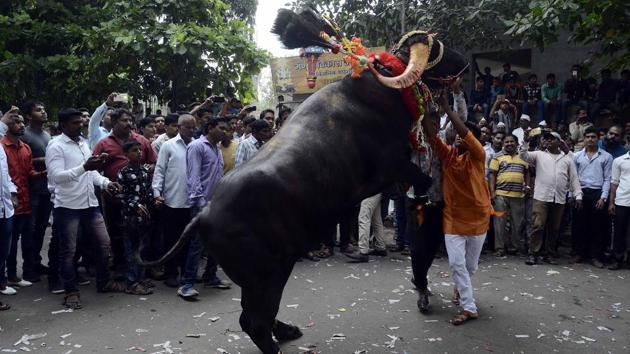 A milkman tries to tame a decorated buffalo at Ganesh peth during ‘Sagar’, an annual traditional celebration of the Gawli community held on the occasion of Bhai Bheej, on October 21. (Ravindra Joshi/HT PHOTO) 