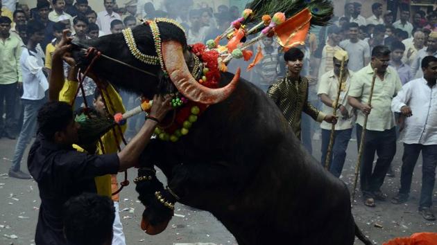A milkman tries to tame a decorated buffalo at Ganesh peth during ‘Sagar’, an annual traditional celebration of the Gawli community held on the occasion of Bhai Bheej, on October 21. (Ravindra Joshi/HT PHOTO) 