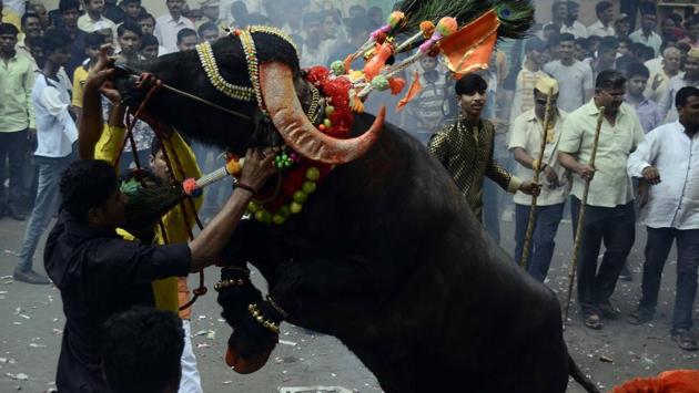 A milkman with one of his colleagues help  tries to tame a decorated buffalo at Ganesh peth during ‘Sagar’, an annual traditional celebration of the Gawli community held on the occasion of Bhai Bheej, on October 21. (Ravindra Joshi/HT PHOTO) 