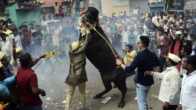 A group of man belonging to milkman community tries to tame a decorated buffalo at Ganesh peth during ‘Sagar’, an annual traditional celebration of the Gawli community held on the occasion of Bhai Bheej, on October 21. (Ravindra Joshi/HT PHOTO) 