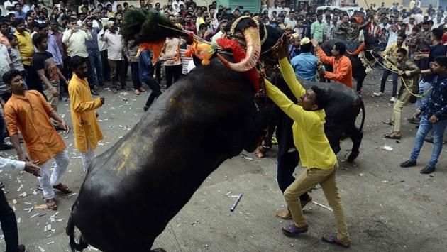 A milkman tries to tame a decorated buffalo at Ganesh peth during ‘Sagar’, an annual traditional celebration of the Gawli community held on the occasion of Bhai Bheej, on October 21. (Ravindra Joshi/HT PHOTO) 