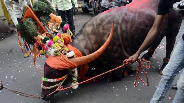 A milkman tries to tame a decorated buffalo at Ganesh peth during ‘Sagar’, an annual traditional celebration of the Gawli community held on the occasion of Bhai Bheej, on October 21. (Ravindra Joshi/HT PHOTO) 