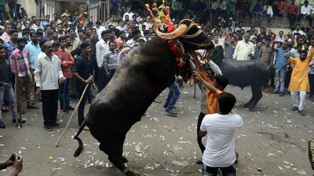 A group of milkman tries to tame a decorated buffalo at Ganesh peth during ‘Sagar’, an annual traditional celebration of the Gawli community held on the occasion of Bhai Bheej, on October 21. (Ravindra Joshi/HT PHOTO) 