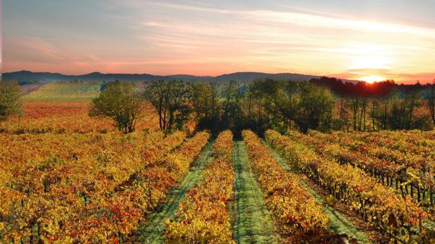 A gorgeous vineyard in Sonoma, California. (Shutterstock) A gorgeous vineyard in Sonoma, California. (Shutterstock)