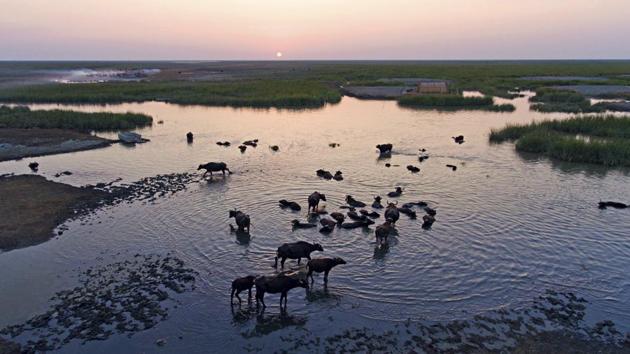 Water buffaloes rest in the Chabaish marsh in Nasiriyah, Baghdad. Even after they were restored in 2003, the largest wetlands in the Middle East are imperiled again, by government mismanagement and new upstream projects. (Nabil al-Jurani / AP)