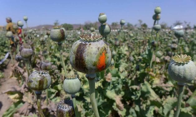 The poppy pod which contains the poppy seeds.(A H Zaidi\File photo)
