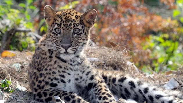 On an experimental basis the ‘Project Leopard’ will be launched in three wildlife sanctuaries of Rajasthan from December.(HT File Photo)