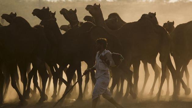 An Indian camel trader arrives with his herd for the annual cattle fair in Pushkar, Rajasthan. Pushkar Mela is organised by Rajasthan Tourism and the district administration every year, for celebrating the decades-old traditions and treasures of the state. (Deepak Sharma / AP)