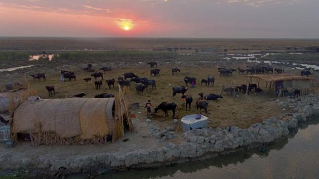 A view of the setting sun over an island paddock in the marshlands of Nasiriyah, Iraq. The marshes were declared a UNESCO World Heritage Site in 2016, and there have been talks of exploiting their tourism potential. Southern Iraq has largely been spared the violence that has gripped other parts of the country, and the marshes were always hundreds of miles (kilometers) away from the front lines in the war against the Islamic State group. (Nabil al-Jurani / AP)