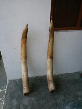 The two elephant tusks seized from a forest dweller from the Terai west forest division.(HT Photo.)