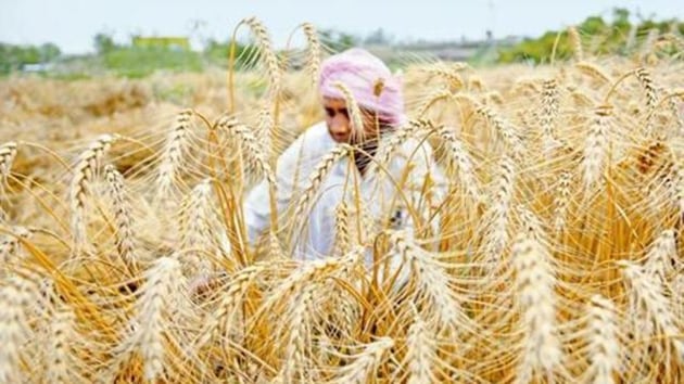 Farmers say that the sentiment in agriculture and horticulture continues to be down ever since demonetisation. (HT File Photo) Farmers say that the sentiment in agriculture and horticulture continues to be down ever since demonetisation. (HT File Photo)