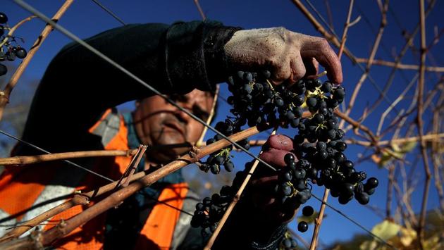 But many fear the smoke and heat might have compromised this year’s vintage wine supply and quality, as the potential damage to the grapes could take months or even years to surface. (Justin Sullivan / Getty Images / AFP)