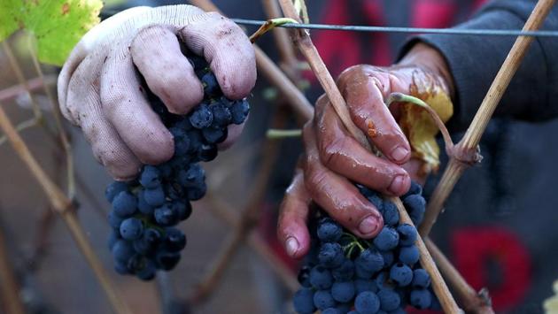 A field worker picks Syrah grapes during a harvest operation in Kenwood, California. Besides wine, the vineyard industry is dependent on tourism with October and November being the peak season. The recent fires have sent a wave of concern among those involved in the winery business. (Justin Sullivan / Getty Images / AFP)