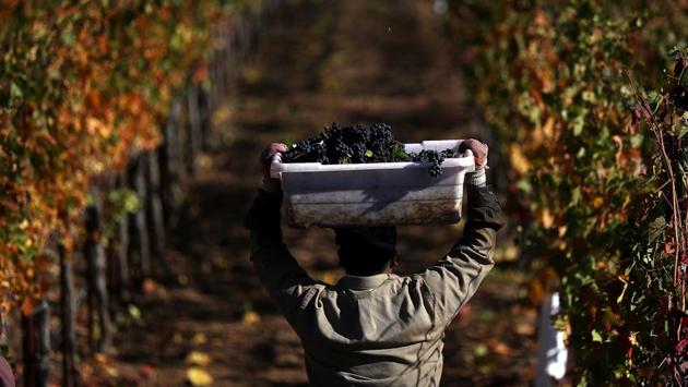 The Napa region is known to have more than 1,200 wineries, and fewer than 10 were heavily damaged. Most tasting rooms have reopened and vintners expect the 2017 vintage to be excellent as 90 percent of this year’s grapes were harvested before the fires struck. (Justin Sullivan / Getty Images / AFP)