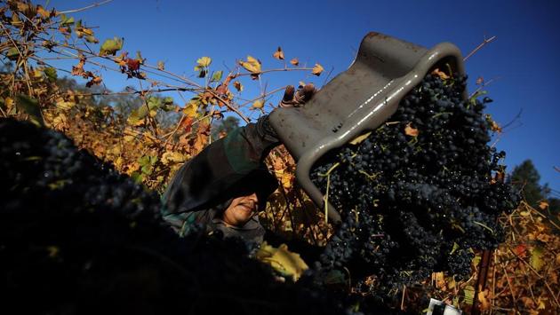 A worker at a vineyard with Palo Alto Vineyard Management dumps a bucket of freshly picked Syrah grapes into a bin during a harvest operation in Kenwood, California. (Justin Sullivan / Getty Images / AFP)