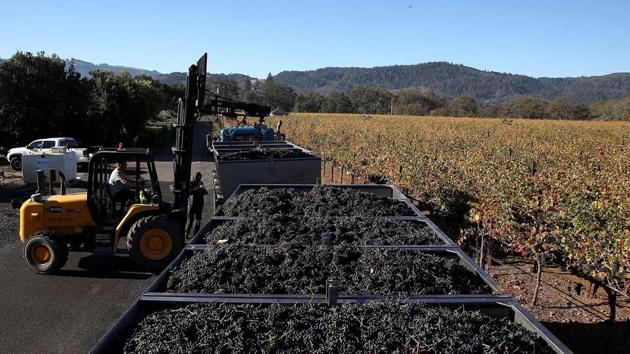 Consumers are worried about the taste of 2017 vintage wine as the smoke might have tainted the grapes, killing its flavour. The issue is complicated by the fact that the interaction with smoke can cause chemical compounds to form within the grapes which may be undetectable by taste or smell, initially. (Justin Sullivan / Getty Images / AFP)