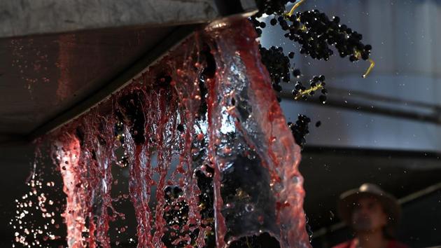A worker at Kunde Family Winery looks on as freshly harvested Syrah grapes and grape juice fall from a bin into a destemming machine in California. The wildfires have left the workers in a state of apathy. When the wildfires ignited, vineyard workers stopped picking grapes and fled for their lives most of whom are still looking for relief with their houses and other assets burnt to ashes. (Justin Sullivan / Getty Images / AFP)