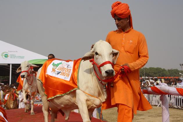 Tharparkar cow Dhawal from Nalwi Khurad , Karnal participates in ramp show during state-level cattle fair in Jhajjar on Saturday.(Manoj Dhaka/HT)