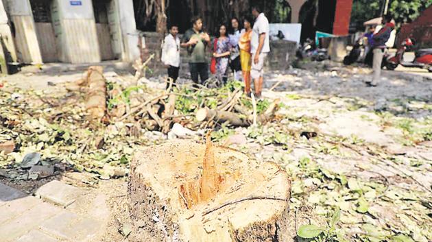 The bark of the 100-year-old banyan tree was all that residents of the area were left to contemplate on Sunday morning after the PMC cut down the tree some time before 4pm.(HT PHOTO)