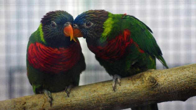 Sunset Lorikeet is a species of parrot that is endemic to the Indonesian islands seen at 'World of Wings', an exhibition of unique birds at Ganesh Kala Krida hall in Pune. (Pratham Gokhale/HT Photo) 