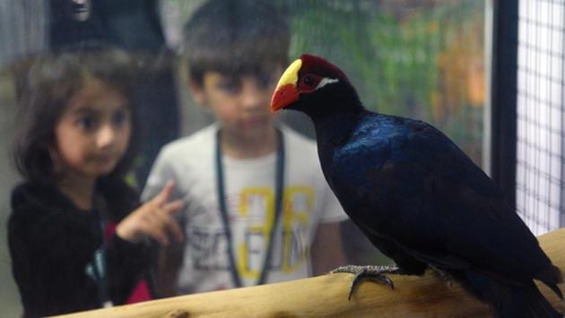 Children watch Violet Turaco, the turacos make up the bird family Musophagidae, which includes plantain-eaters and go-away-birds. In southern Africa both turacos and go-away-birds are commonly known as loeries seen  at 'World of Wings', an exhibition of unique birds at Ganesh Kala Krida hall in Pune. (Pratham Gokhale/HT Photo) 