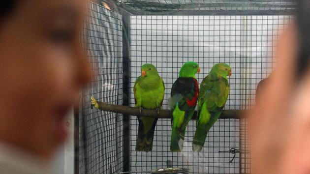 Crimson Winged Parakeet is a parrot native to Australia and Papua New Guinea seen at 'World of Wings', an exhibition of unique birds at Ganesh Kala Krida hall in Pune. (Pratham Gokhale/HT Photo) 