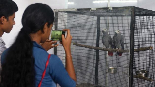 Visitors take photos on mobile of African Grey Parrot at 'World of Wings', an exhibition of unique birds at Ganesh Kala Krida hall in Pune. (Pratham Gokhale/HT Photo) 