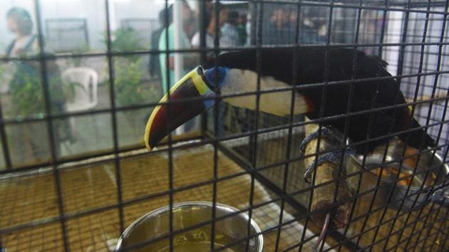 The Channel-Billed Toucan is a near-passerine bird in the family Ramphastidae found in Trinidad, tropical South America and central Bolivia seen  at 'World of Wings', an exhibition of unique birds at Ganesh Kala Krida hall in Pune. (Pratham Gokhale/HT Photo) 