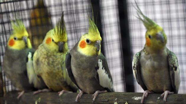 Cockatiels, a type of Australian parrot that are generally regarded as good pets or companion parrots, having a sweet demeanour seen at 'World of Wings', an exhibition of unique birds at Ganesh Kala Krida hall in Pune. (Pratham Gokhale/HT Photo) 