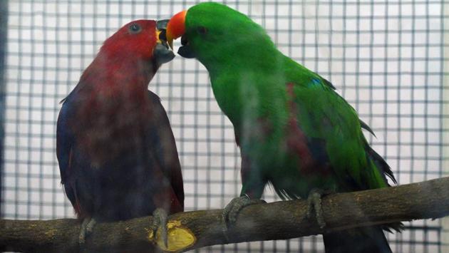 Aru Eclectus is a parrot native to the Solomon Islands, Sumba, New Guinea and nearby islands seen at 'World of Wings', an exhibition of unique birds at Ganesh Kala Krida hall in Pune. (Pratham Gokhale/HT Photo) 