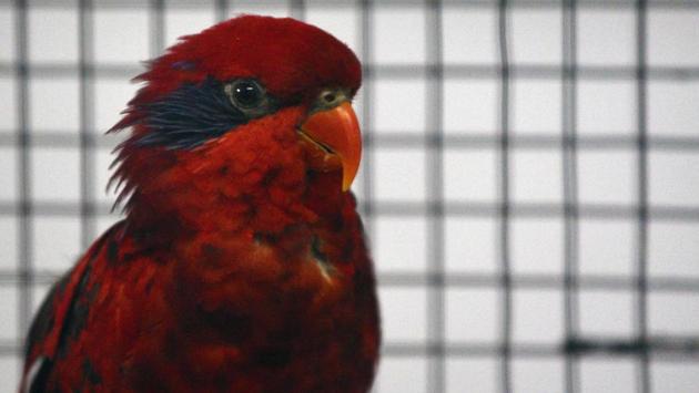 Blue Streaked Lorikeet is a medium-sized parrot, which is found on the Tanimbar Islands and Babar in the southern Moluccas seen at 'World of Wings', an exhibition of unique birds at Ganesh Kala Krida hall in Pune. (Pratham Gokhale/HT Photo) 